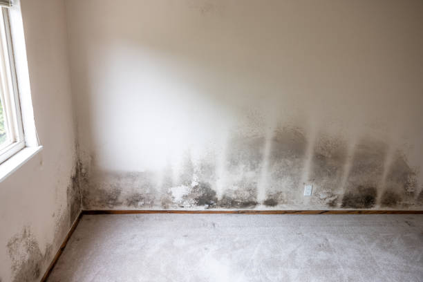 Best Mold Remediation for Vacation Homes  in USA